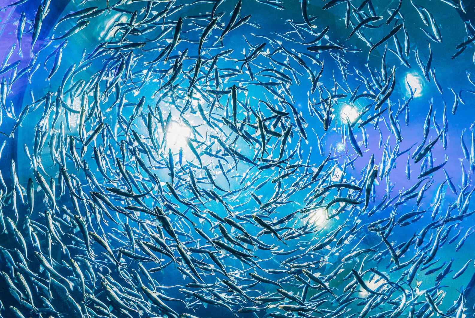 What's Swimming In These Fish Oil Supplements? Triglycerides vs Ethyl Esters