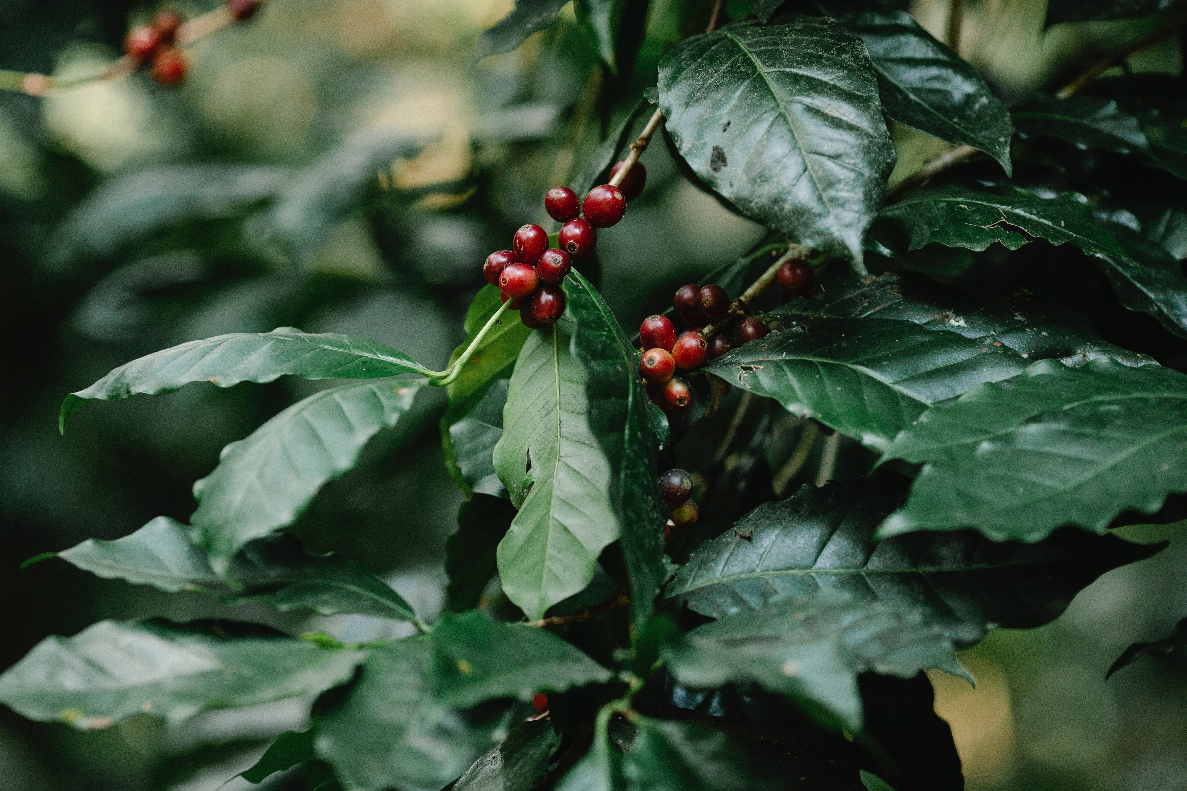 Is Coffee Berry Realy Helpful For The Skin? | Xendurance