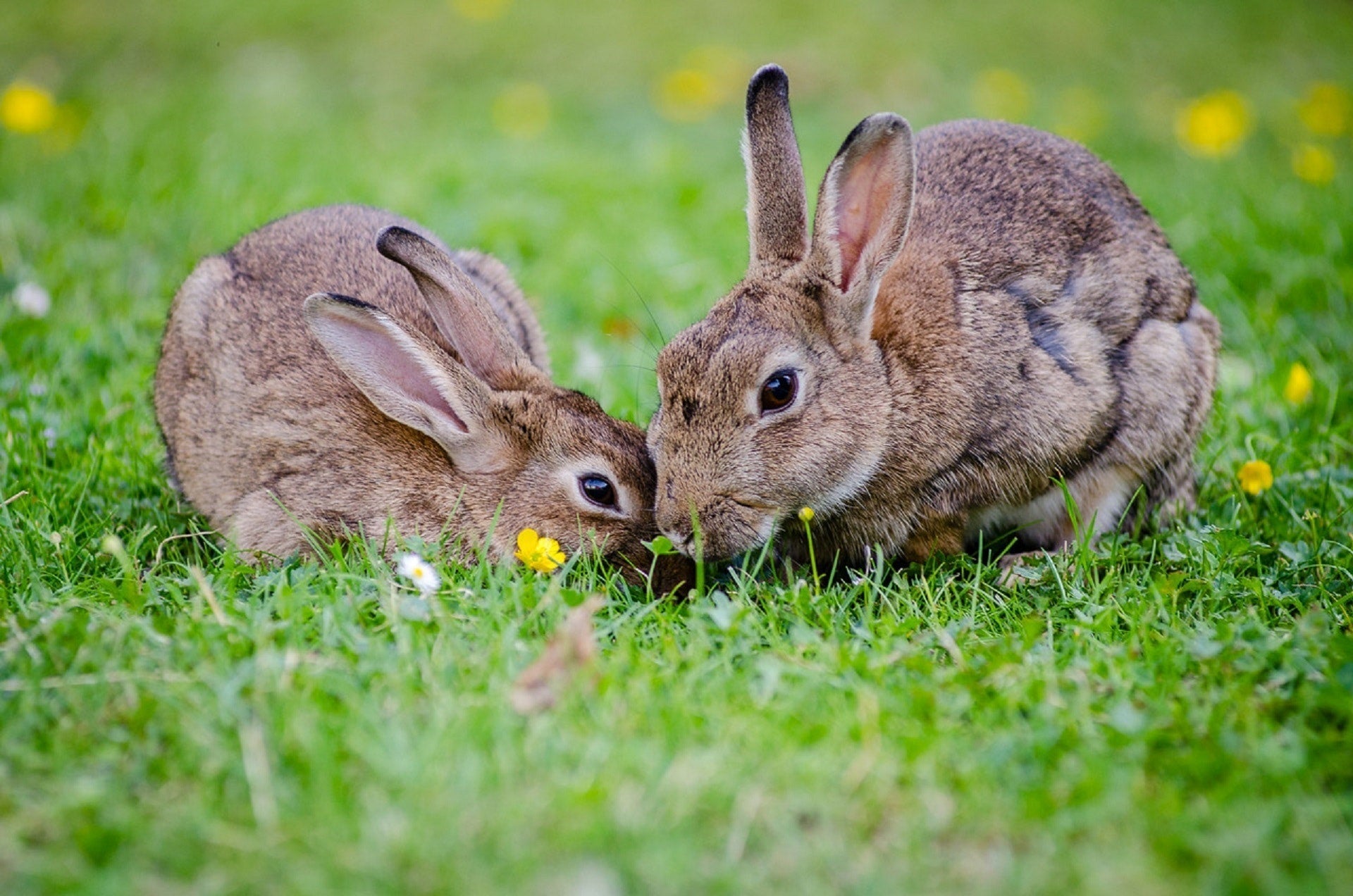 7 Reasons To Switch To Cruelty Free Skincare ASAP | Xendurance