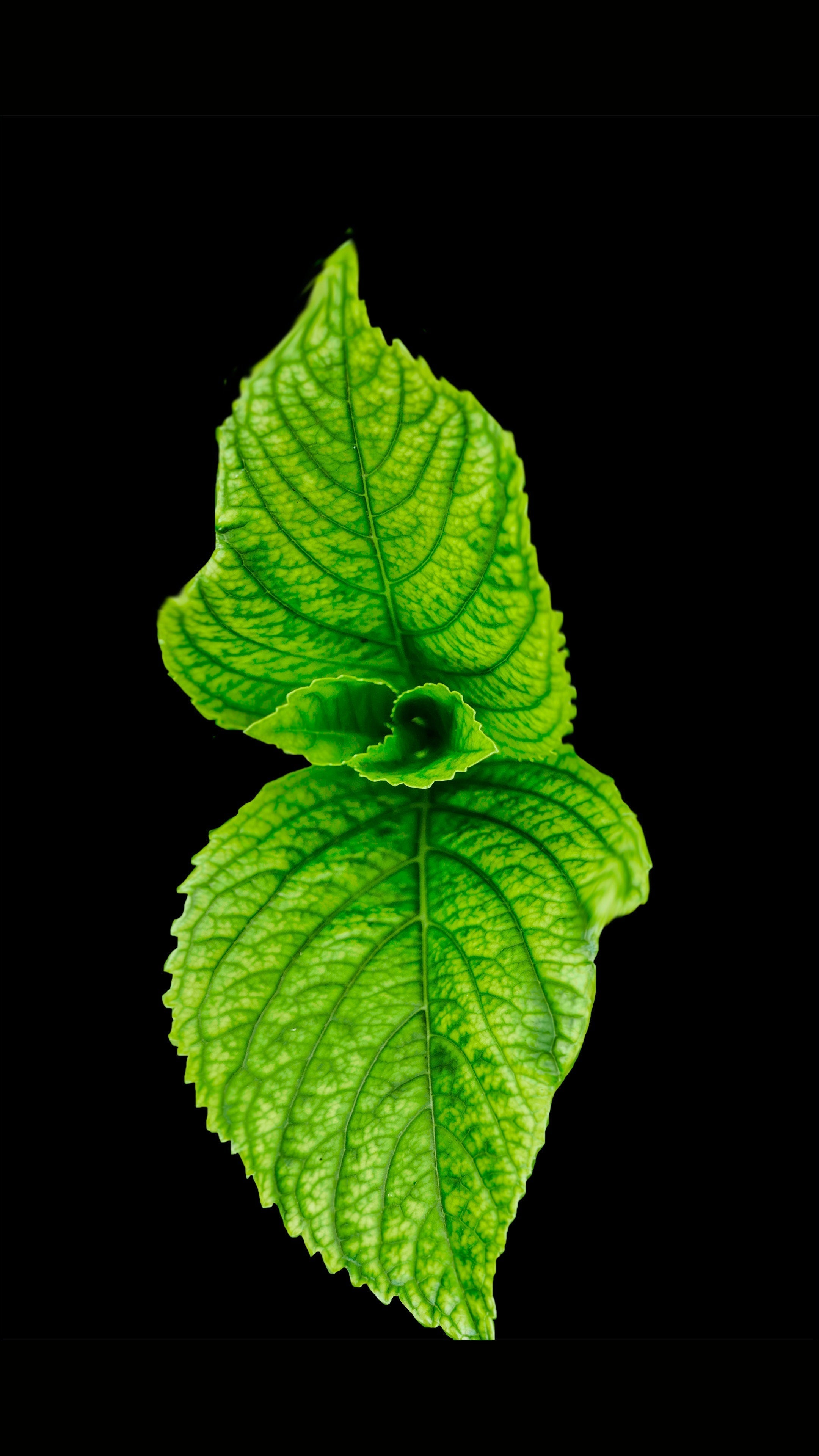 Discover the Power of Catechins: 9 Amazing Health Benefits