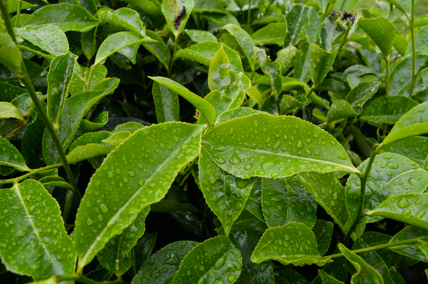 The Wonders of Plant Oil: 10 Surprising Benefits of Tea Tree Oil
